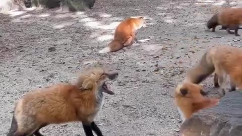 Two foxes are quarrelling and you can understand what they are saying