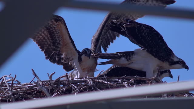 Osprey's In Nest