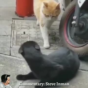 Cheaters: Cat Edition