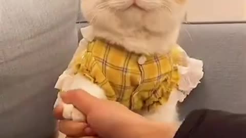 Funny Cat video