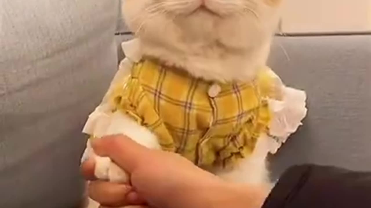 Funny Cat video