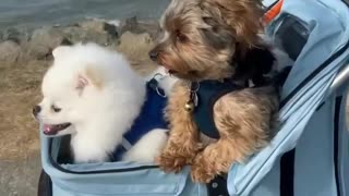 Adorable dogs enjoy being walked in a pram