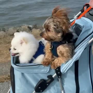 Adorable dogs enjoy being walked in a pram