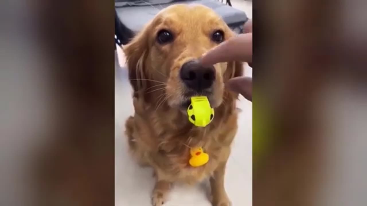 Best animals funny #223 ππππππ€βΊπ dogs and cats funniest video