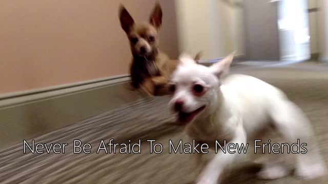 Puppies' first meeting ends in heartwarming experience