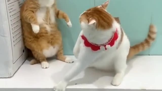 Cats Fight😂😂