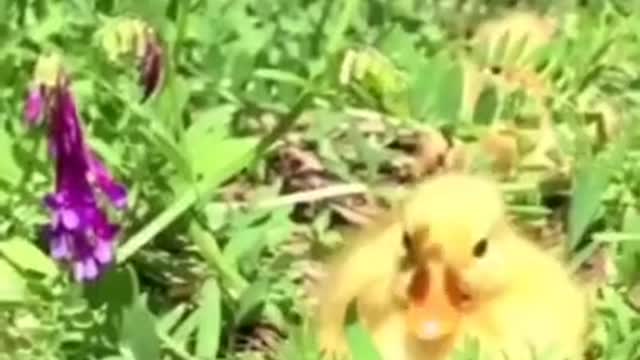 Cute Baby Ducks OMG They Are Too Cute