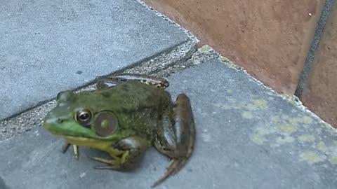 Bullfrog