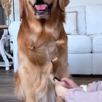 I like my hair stylin would your dog be interested #dogtraining