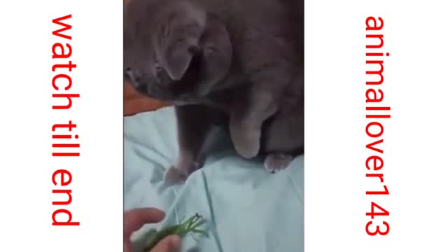 Cat got scared of a grasshopper (2022)