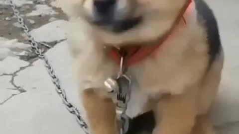 cute dog