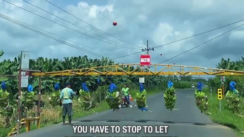 Banana Family Crossing The Road