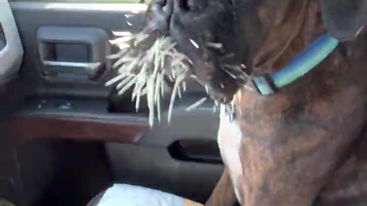 Dog learns the hard way not to mess with porcupines. II Dog Funny video