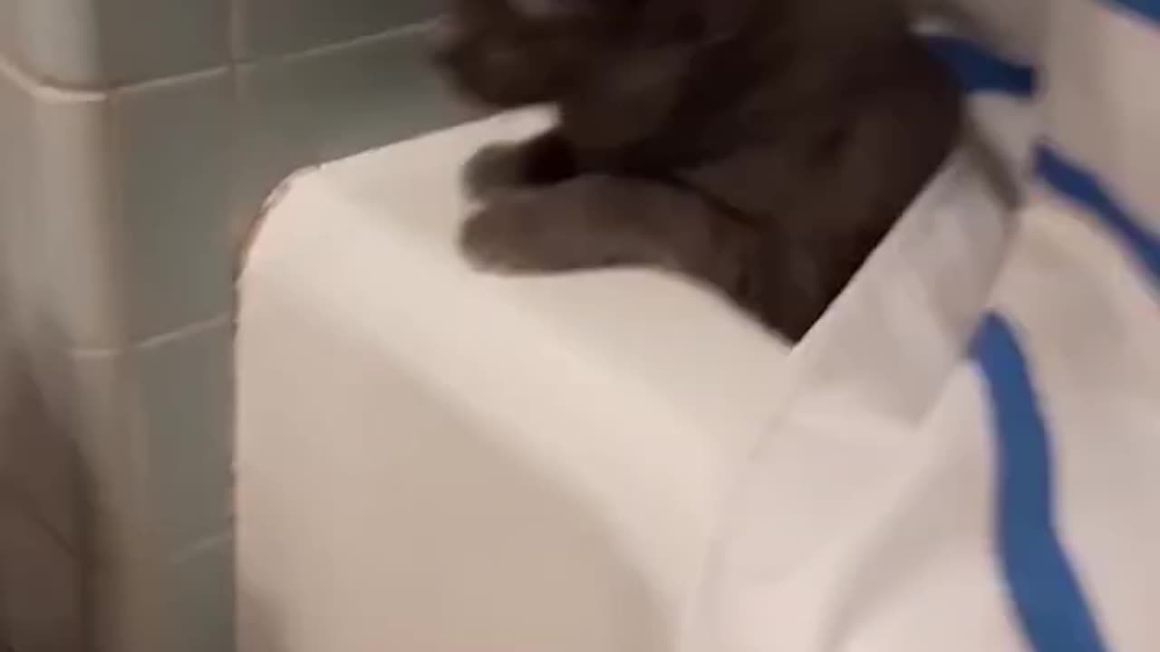 Funny cat move