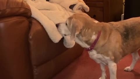 Beagle Removes Cat From Recliner