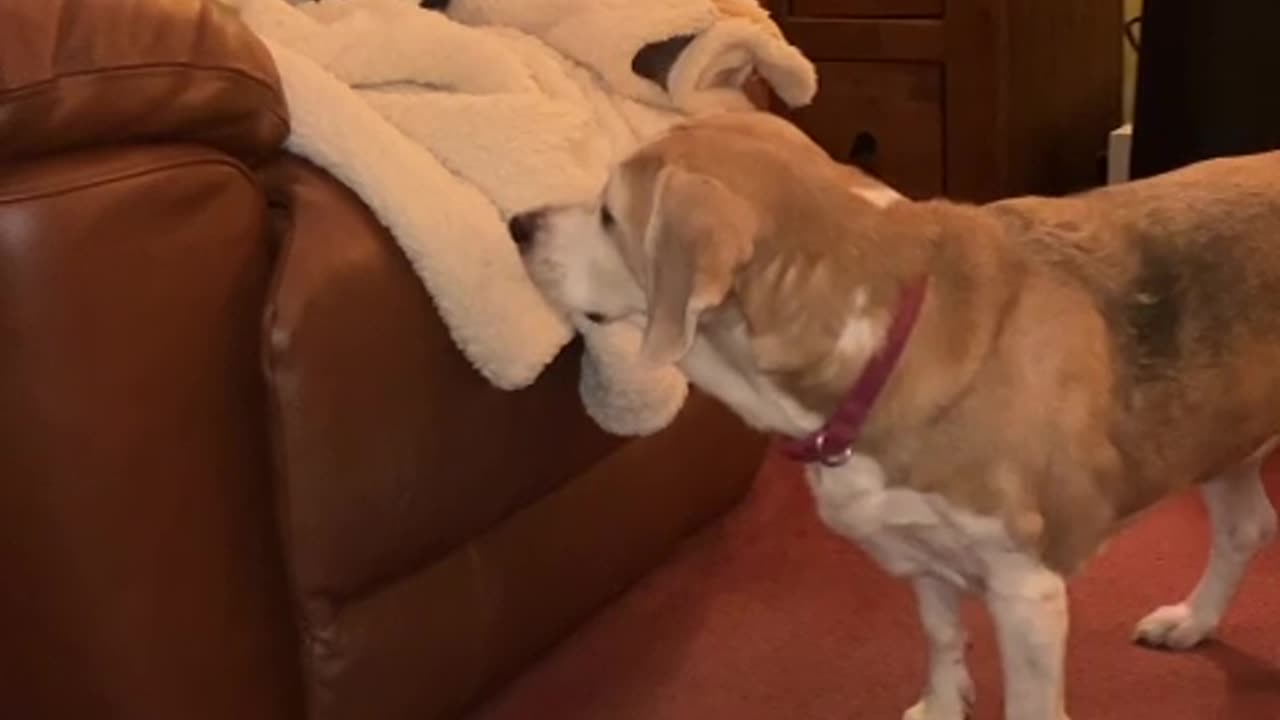 Beagle Removes Cat From Recliner