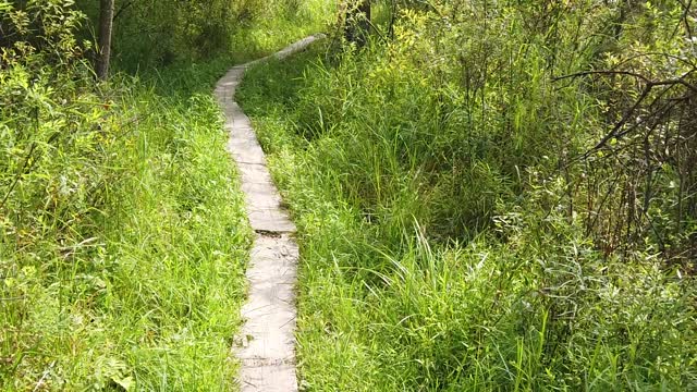 Walk Trail Wood Path