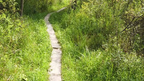 Walk Trail Wood Path