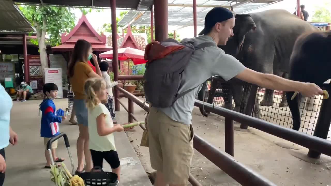 Feeding Elephants in Thailand