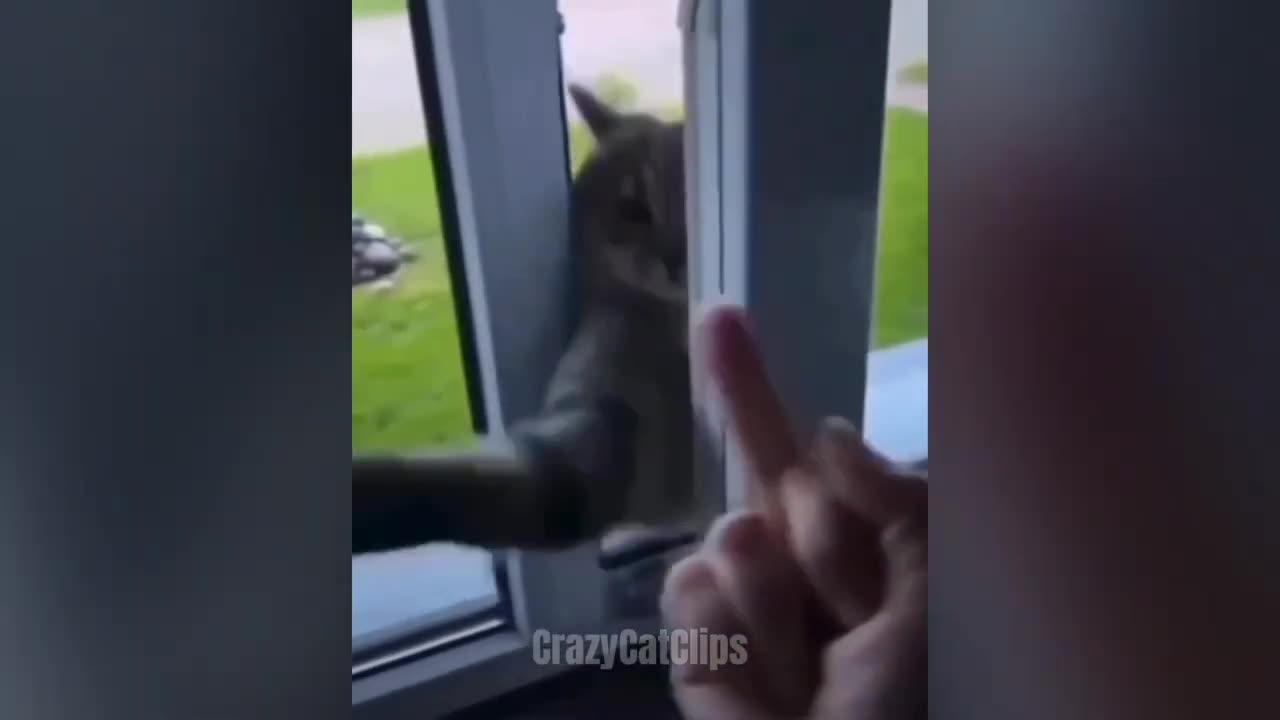 Try Not To Laugh New🤣Funny Cats Video 😹