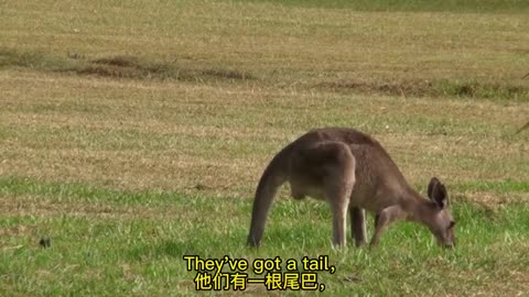 Some kangaroos live in