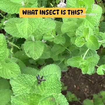 DO YOU SEE THE LIGHT?