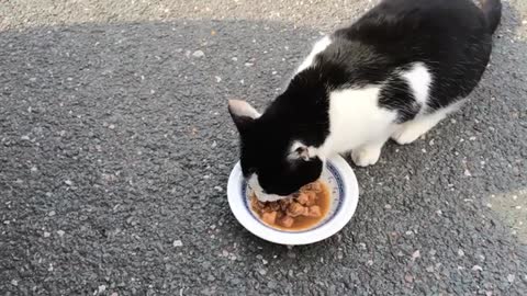 cat eating