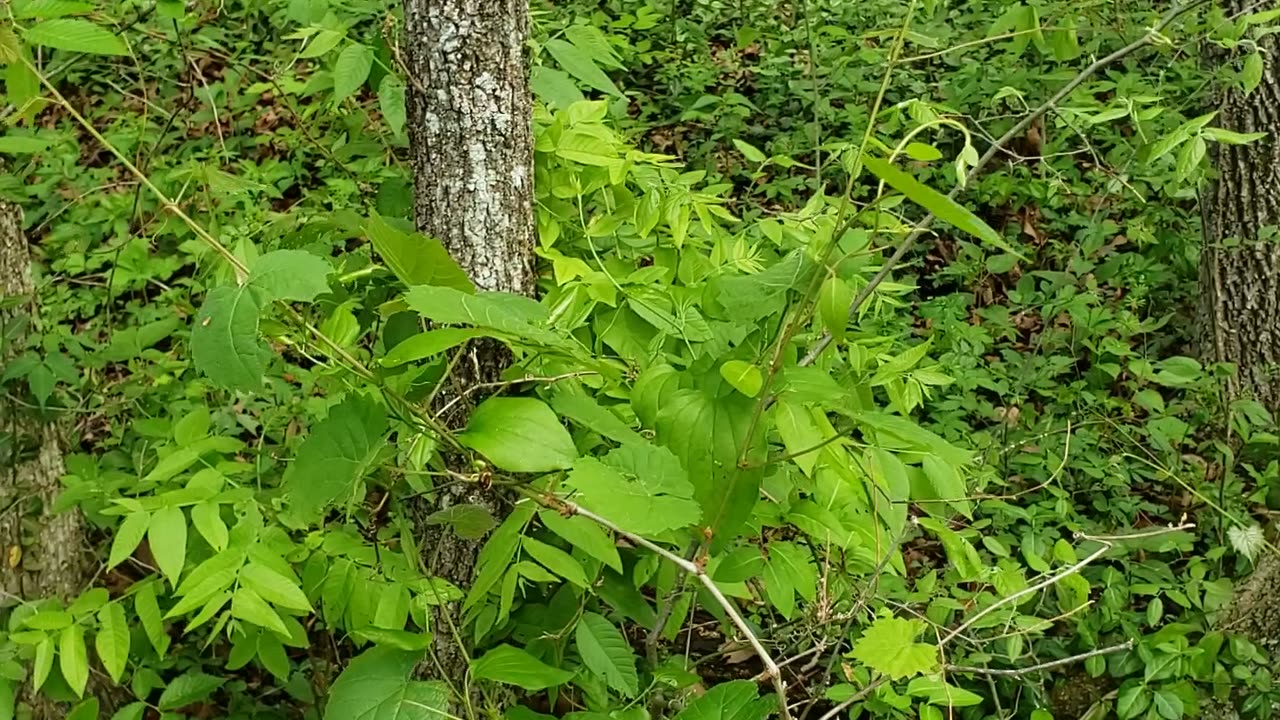 Try this snack on your next hike! Wild Edibles, Greenbrier, Foraging