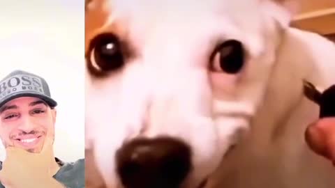 Funny dog video 😂