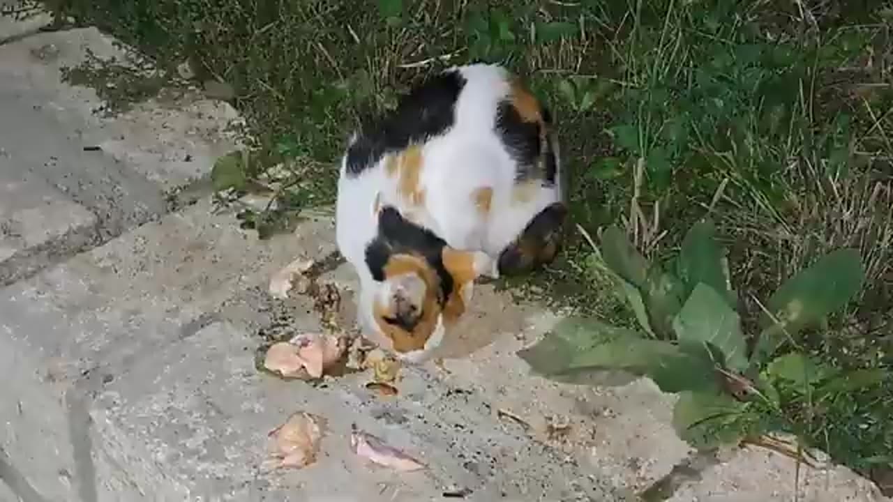 Cute colorful cat eats food. Night shooting