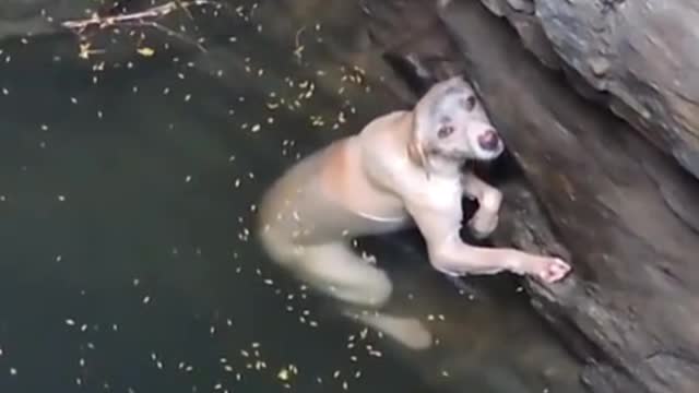 The dog fell into the water
