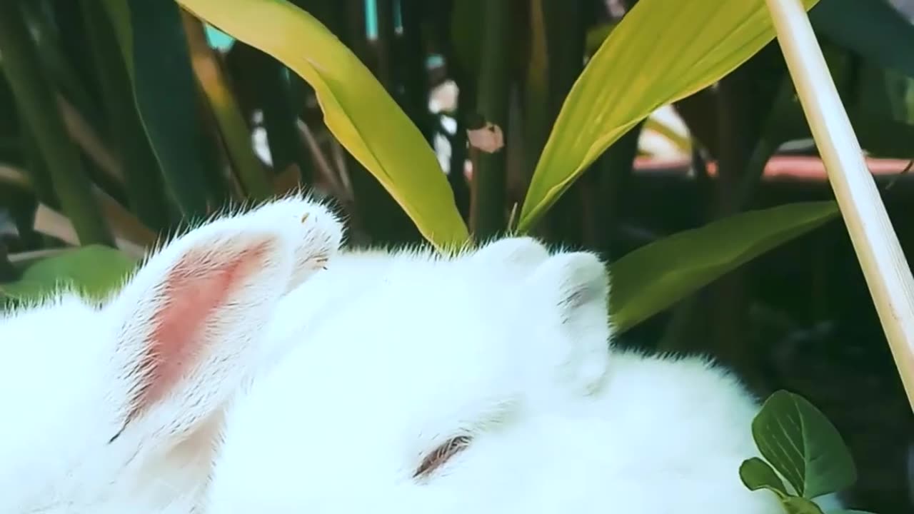 Rabbits Resting On A Pot With A Plant