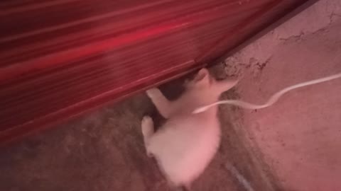 KITTY 🐈