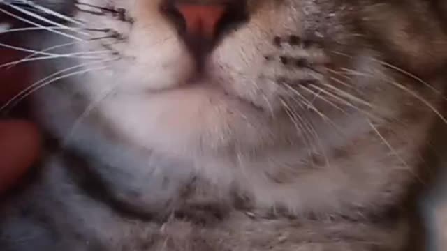 Cute Pet Domestic Shorthair Cat Chin Rubbing