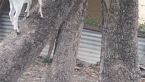 Goat climbing tree