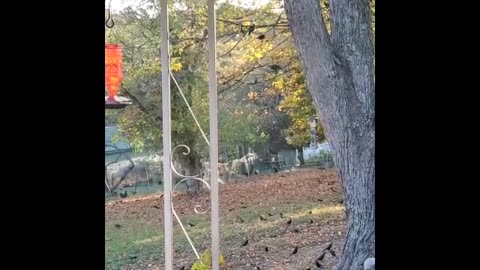 Gutter cleaning birds