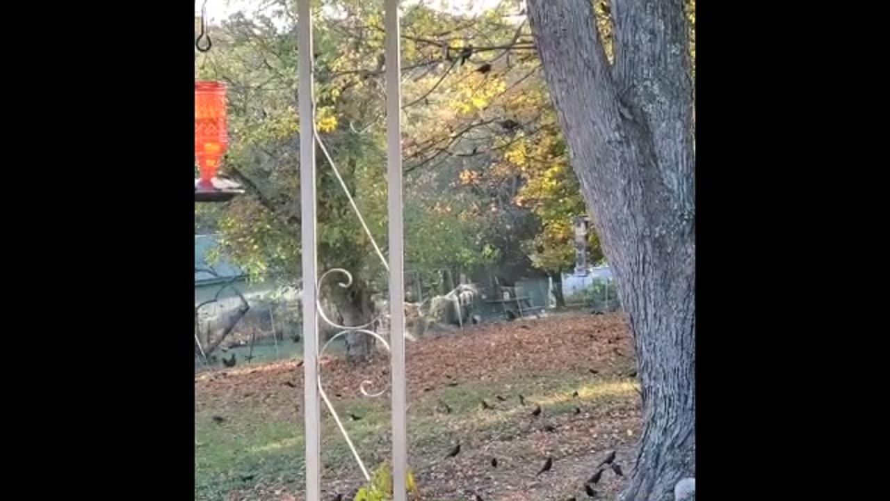 Gutter cleaning birds