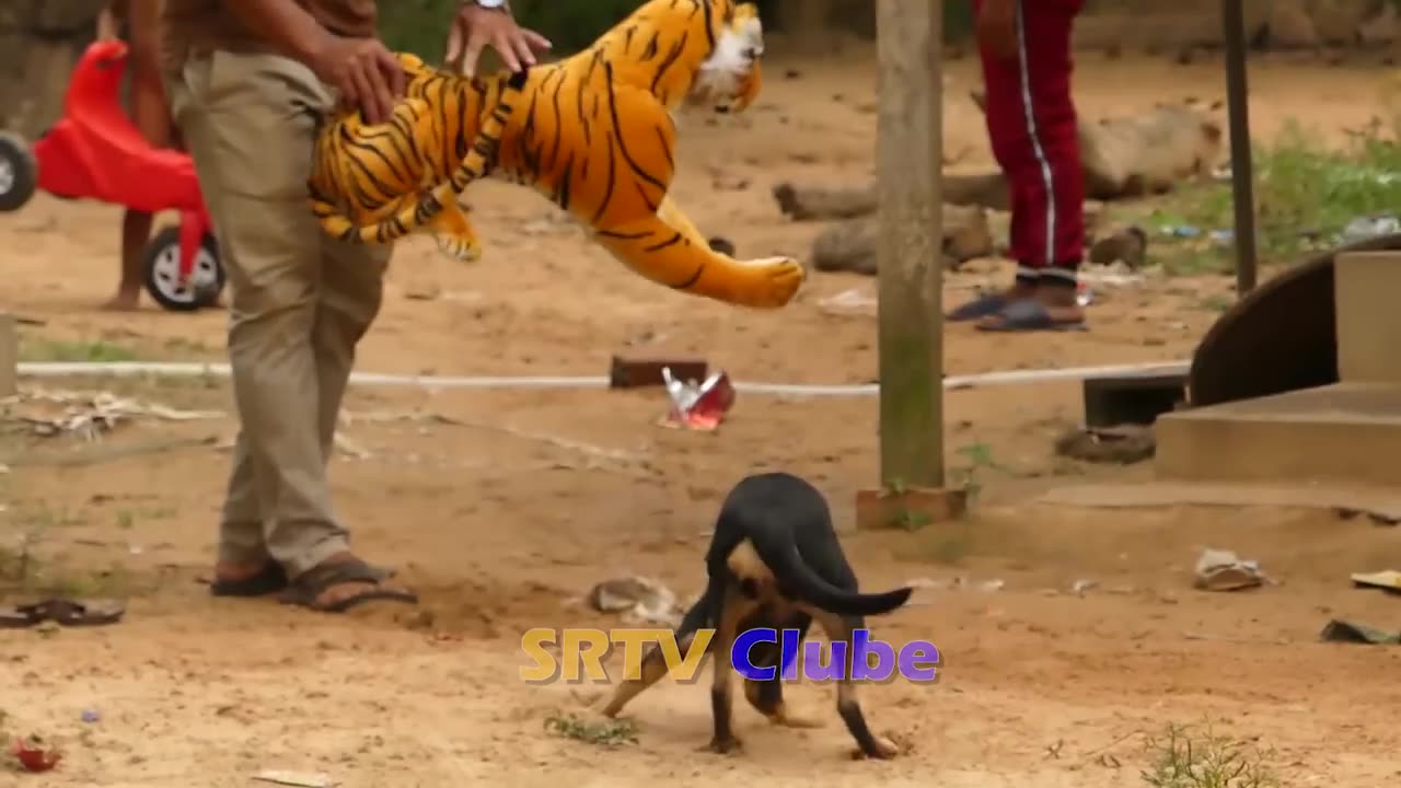 "Unbelievable: Fans Horn and Tiger Fake Prank VS Dogs Epic Showdown!"