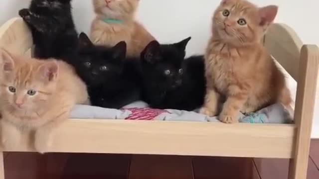 Loving Cats & Kitties: 3's Company 6 is a Crowd