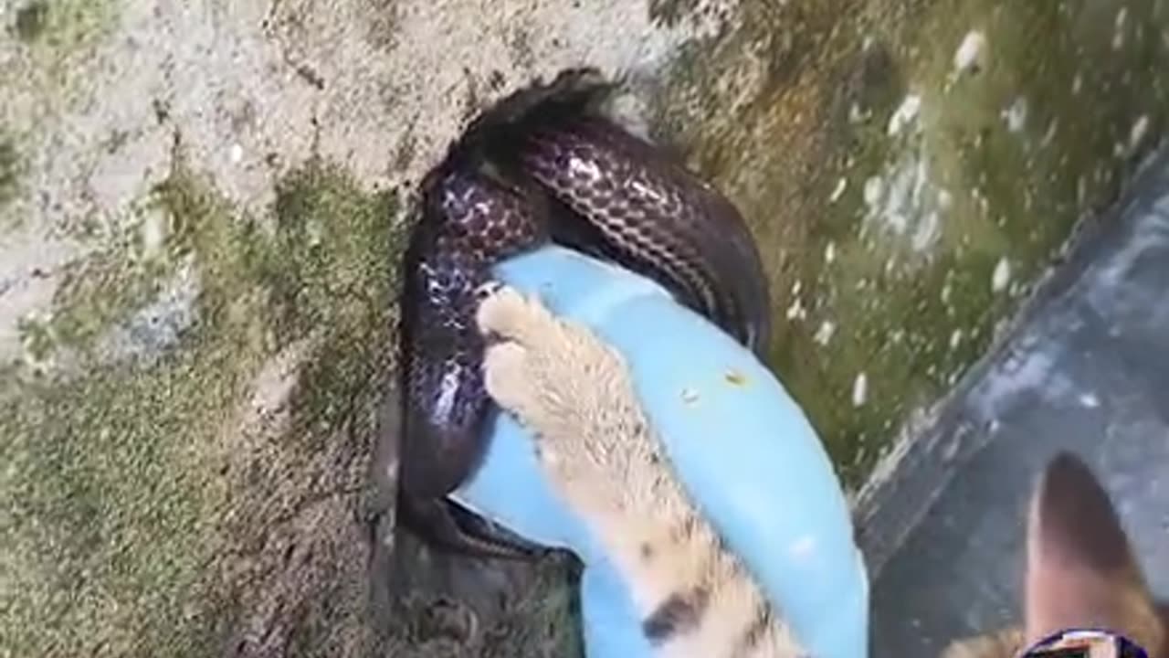 Snake and cat black Cobra fight