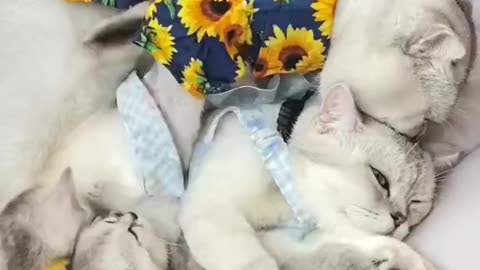 #cute cat family