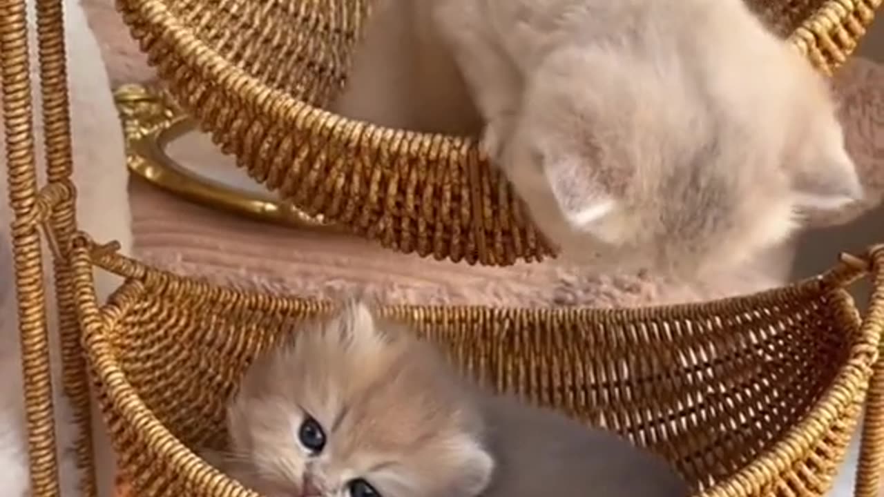 Cats funny moments