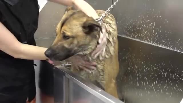Shepherd has an emotional support Pomeranian