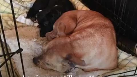 TWO DOGS JOIN A NEW FAMILY