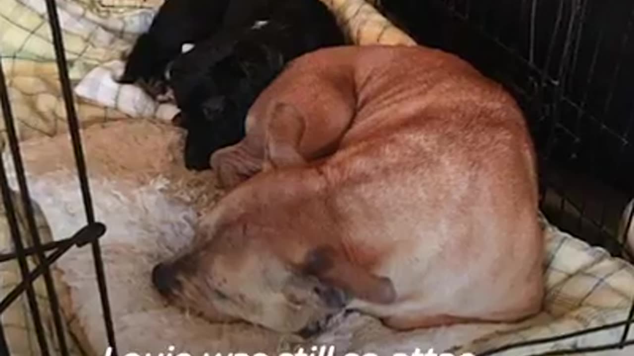 TWO DOGS JOIN A NEW FAMILY
