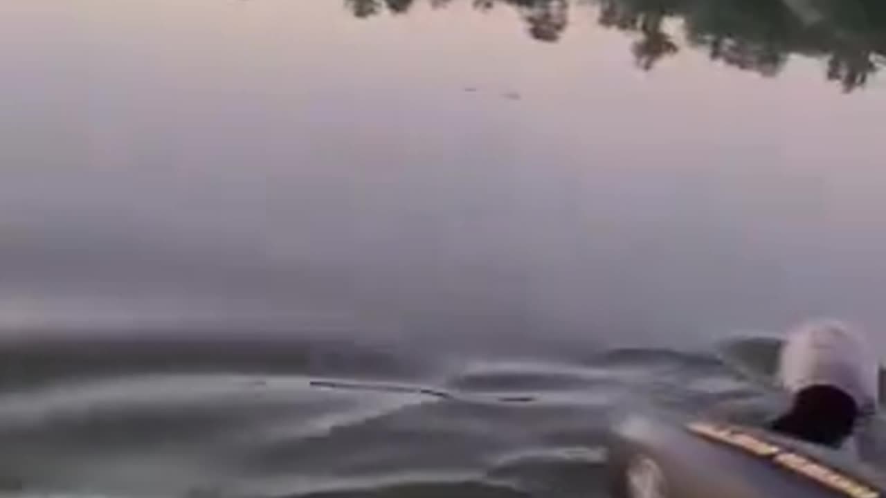 People out fishing help out a bear swimming