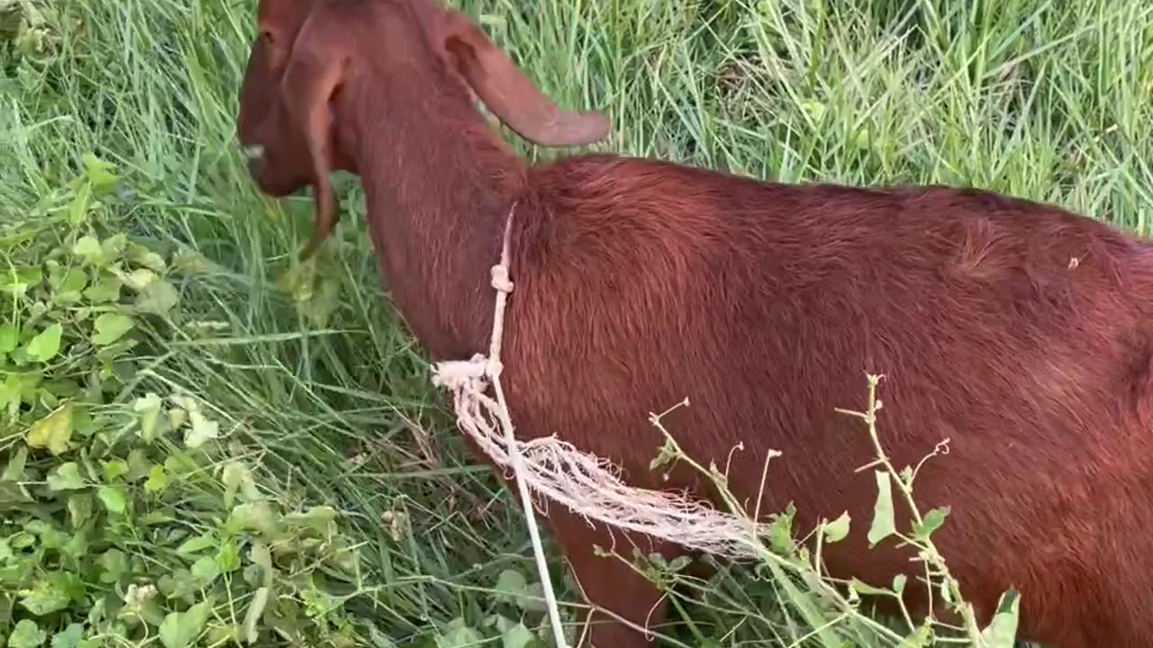 amazing and cute goat3