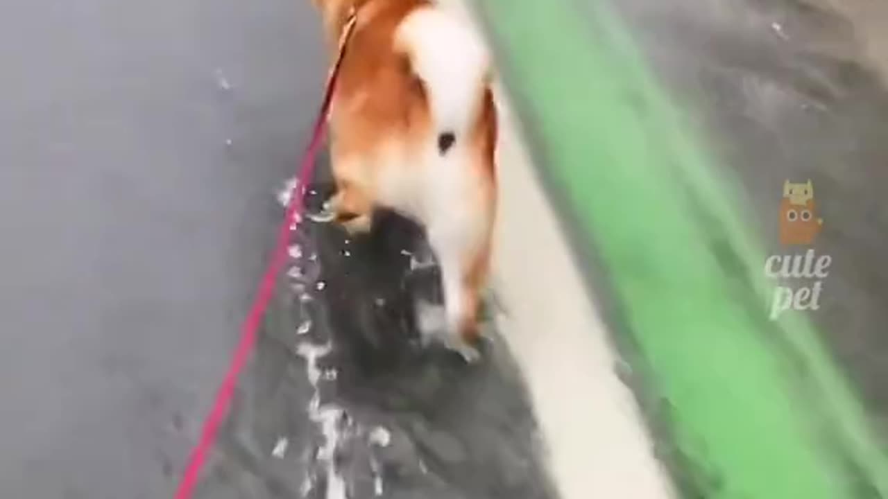 Funny pets
