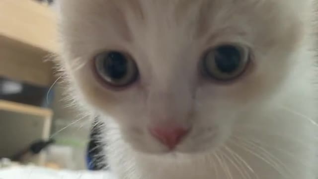 이 귀여운 강아지!