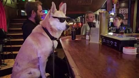Funny Dogs That Will Change Your Mood for Good